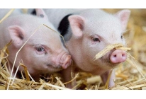 育肥猪饲养技术，育肥猪快速增肥的办法